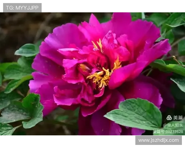 作别今日相遇时光从此各自天涯情深依旧在心中